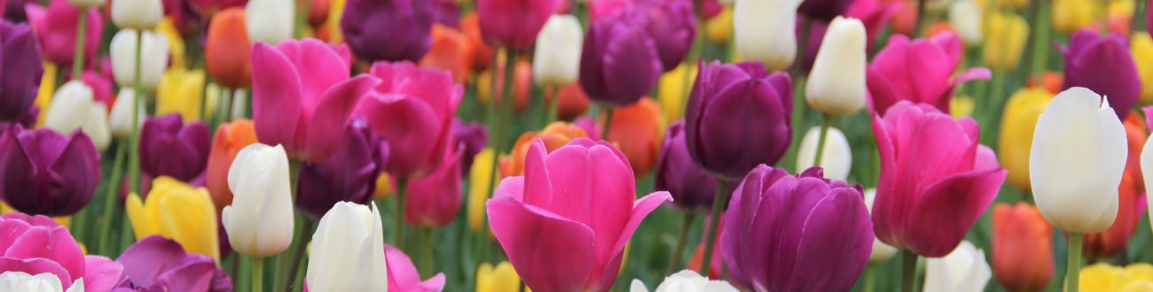 Columbus Blooms | Franklin Park Conservatory and Botanical ...