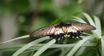 Blooms & Butterflies